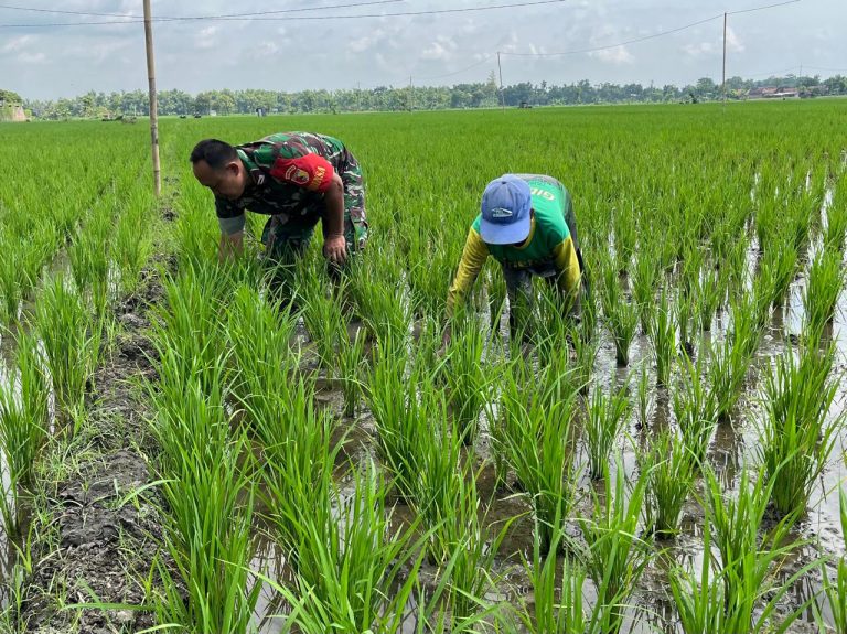 Pendampingan Han Pangan,  Babinsa Kodim Ponorogo Bantu Petani Penyiangan Gulma Tanaman Padi