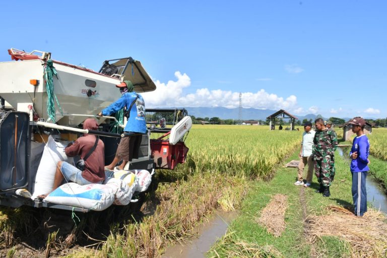 Sukseskan Ketahanan Pangan, Dandim Ponorogo Pendampingan Panen Padi