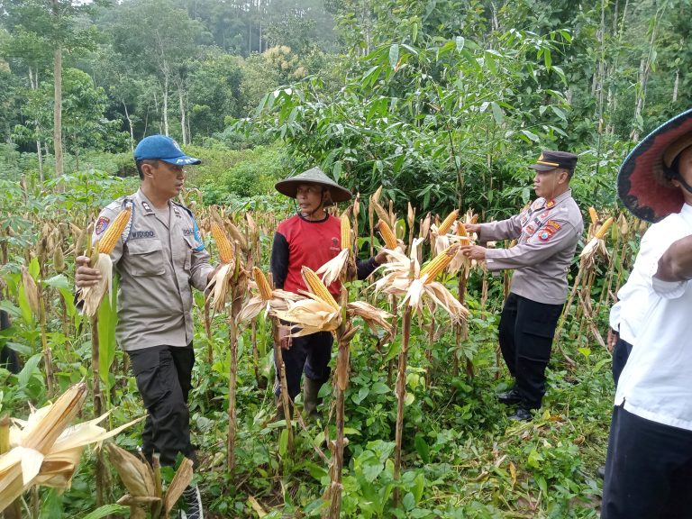 Panen Raya Jagung di Ngrayun: Sinergi Polri dan Masyarakat untuk Ketahanan Pangan