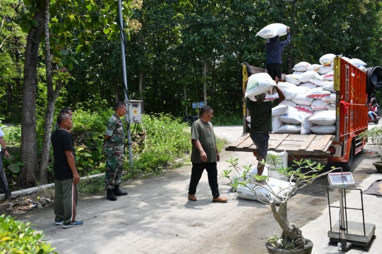 Sukseskan Han Pangan Nasional, Dandim Ponorogo Dampingi Bulog Cek Perani Panen Padi
