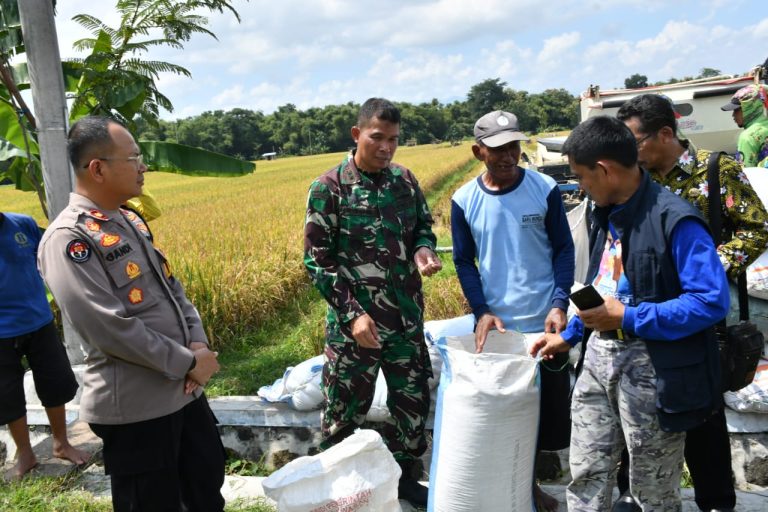 Sergab Petani Wujudkan Ketahanan Pangan, Dandim Ponorogo Turun Tinjau Panen Padi