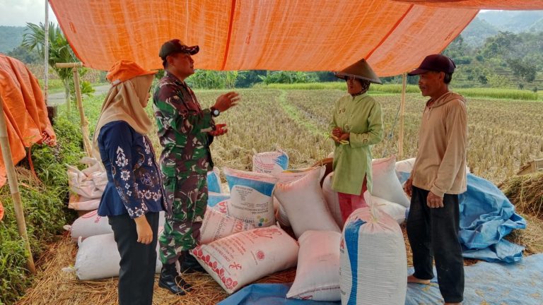 Sejahterakan Petani, Babinsa Kodim Ponorogo Kawal dan Dampingi Penyerapan Gabah Panen Petani oleh Bulog