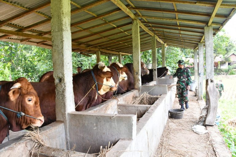Bangun Ketahanan Pangan, Dandim Ponorogo Tinjau Petani dan Ternak Sapi