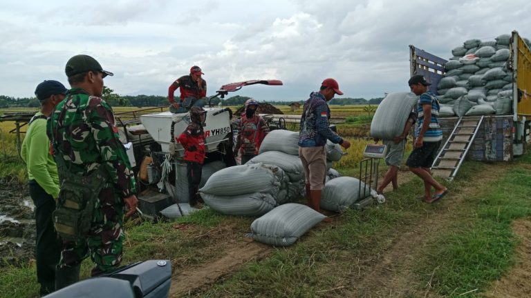 Pastikan Harga Gabah Sesuai Pemerintah, Babinsa Kodim Ponorogo Pendampingan Petani dan Bulog