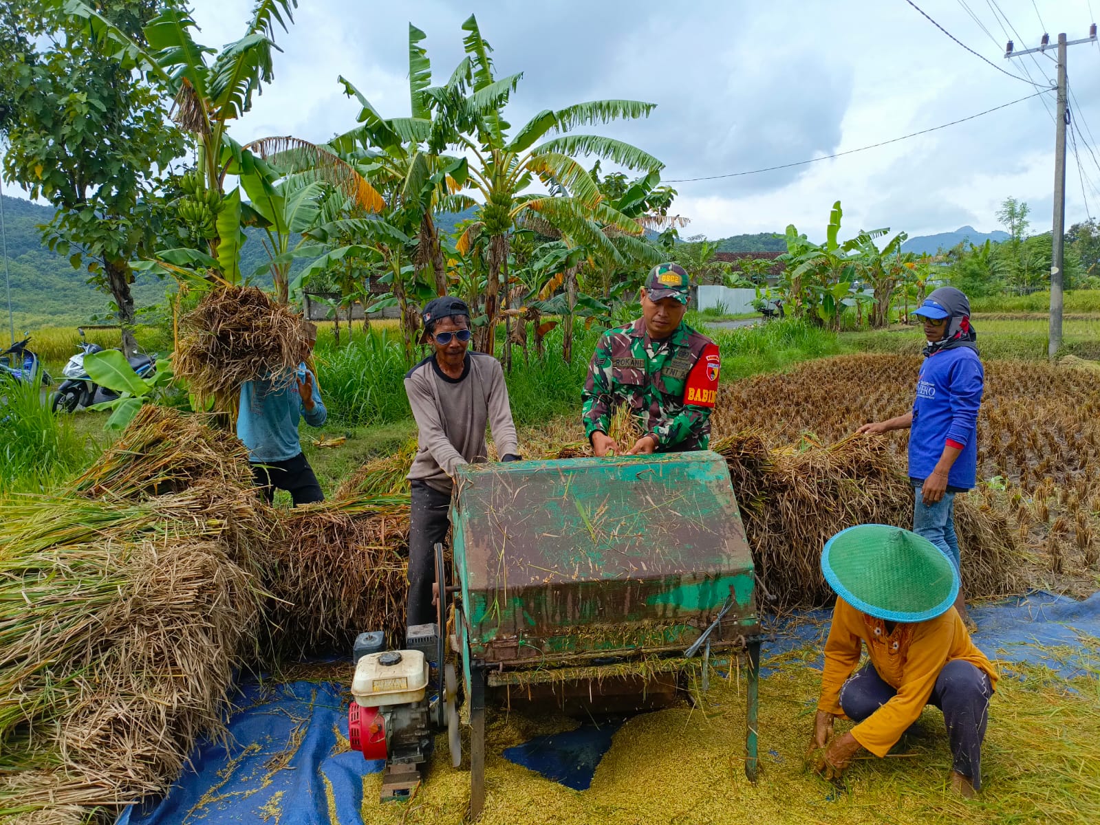 Lancarkan Sergab Petani, Babinsa Kodim Ponorogo Bantu Panen dan Sosialisasi