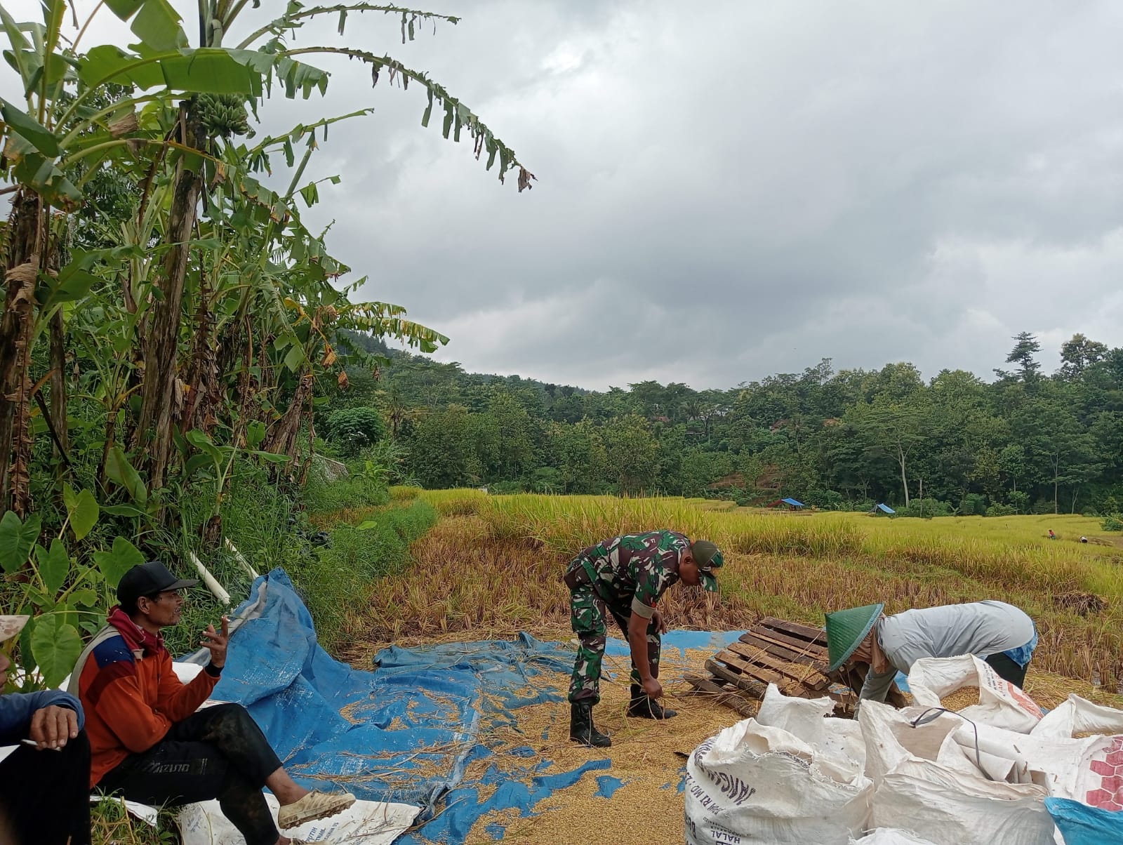 Petani Panen Padi, Babinsa Bantu Panen Sekaligus Komsos Sergab