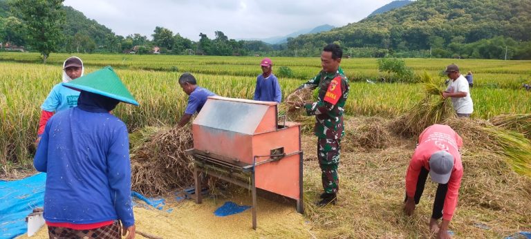 Anggota TNI Kodim Ponorogo Bantu Warga Panen dan Sosialisasi Sergab