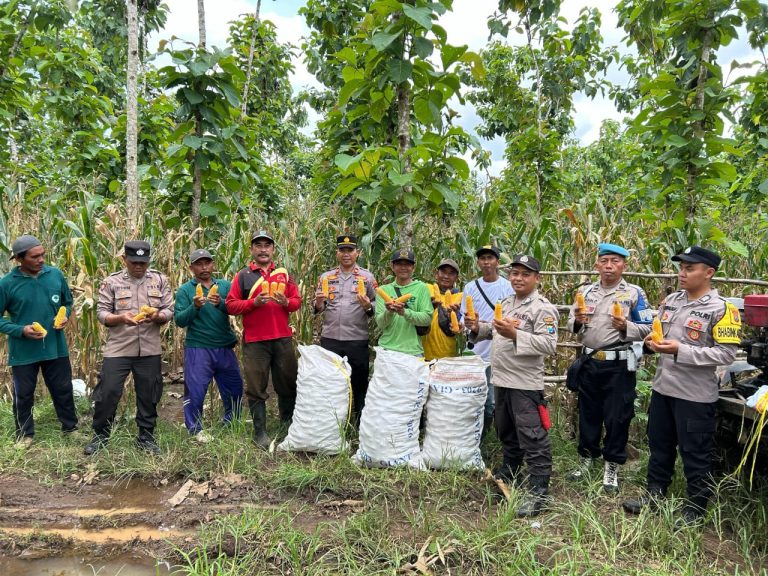 Polisi dan Kelompok Tani Banyuwangi Panen Jagung Wujudkan Ketahanan Pangan