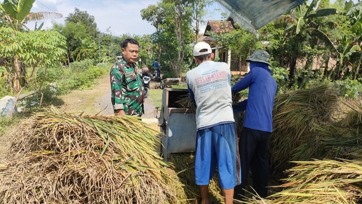 Sukseskan Sergab, Anggota TNI Kodim Ponorogo Ajak Petani Jual Gabah ke Bulog
