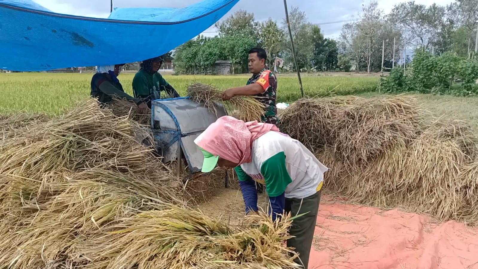 Warga Panen, Anggota TNI Kodim Ponorogo Bantu dan Sosialisasi Sergab