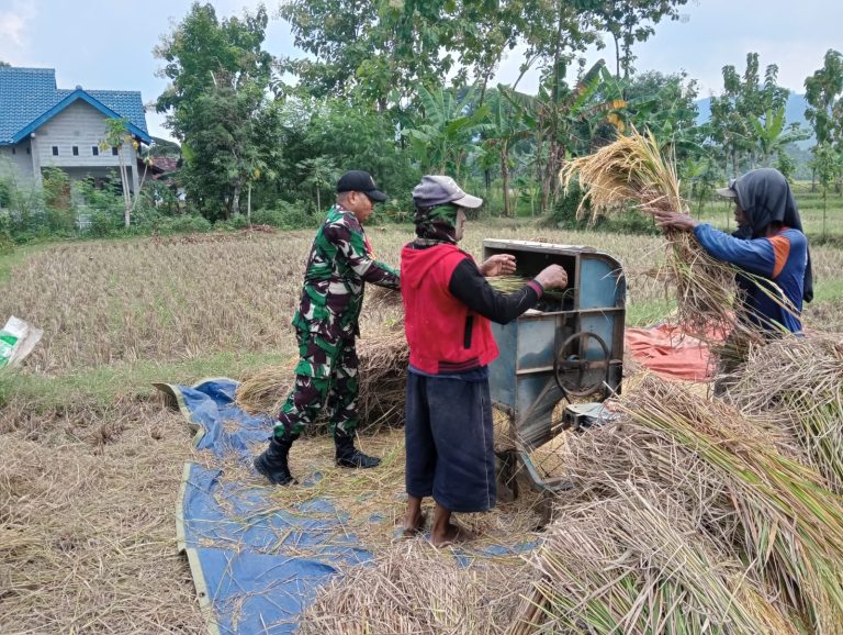 Sambil Bantu Panen Padi, Anggota TNI Kodim Ponorogo Sosialisasi Sergab