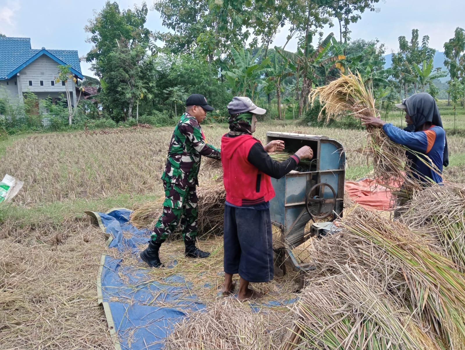 Sambil Bantu Panen Padi, Anggota TNI Kodim Ponorogo Sosialisasi Sergab