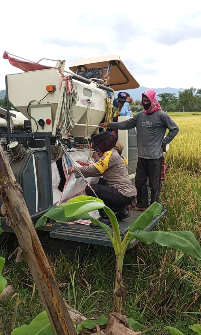 Polsek Somoroto Dukung Ketahanan Pangan, Bhabinkamtibmas Polsek Somoroto Membantu Langsung Panen Padi.