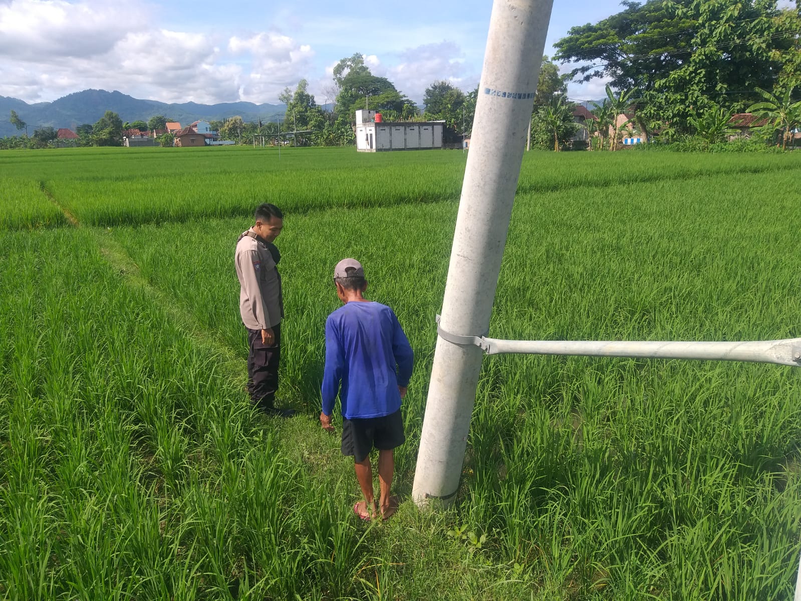 Polres Ponorogo Dukung Ketahanan Pangan, Bhabinkamtibmas Desa Nambak Turun Langsung ke Sawah Bantu Petani