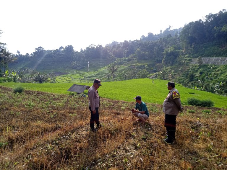 Polres Ponorogo Dukung Ketahanan Pangan Lewat Program PertanianKapolsek Ngebel Tinjau Lahan Jagung di Desa Talun