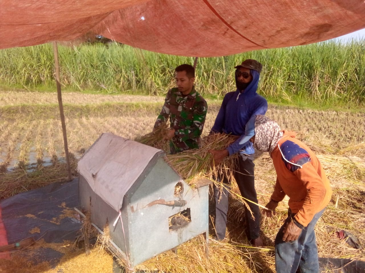 Panen Padi Berlangsung, Anggota TNI Kodim Ponorogo Ajak Petani Jual Gabah ke Bulog