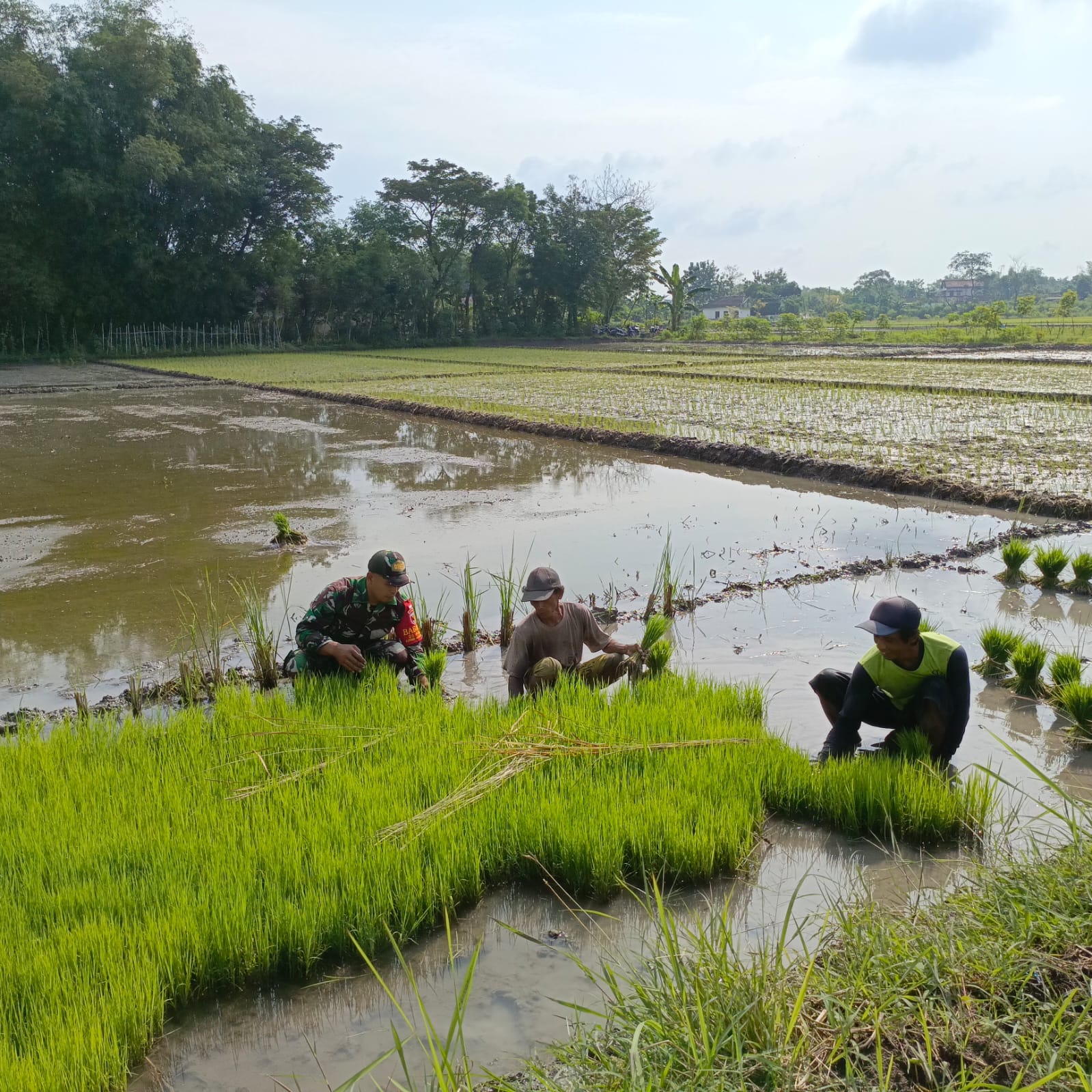 Bantu Tanam Padi, Wujud Nyata Babinsa Kodim Ponorogo Sukseskan Swasembada Pangan