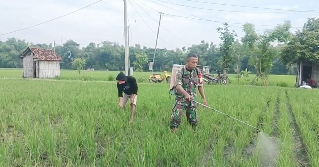 Babinsa Kodim Ponorogo Bantu Petani Semprot Tanaman Padi