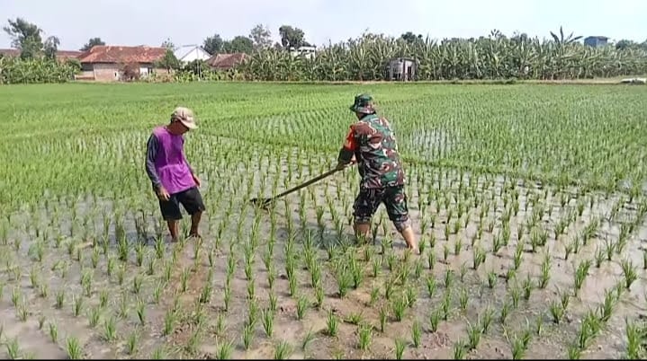 Babinsa Kodim Ponorogo Bantu Petani Penyiangan Gulma Tanaman Padi