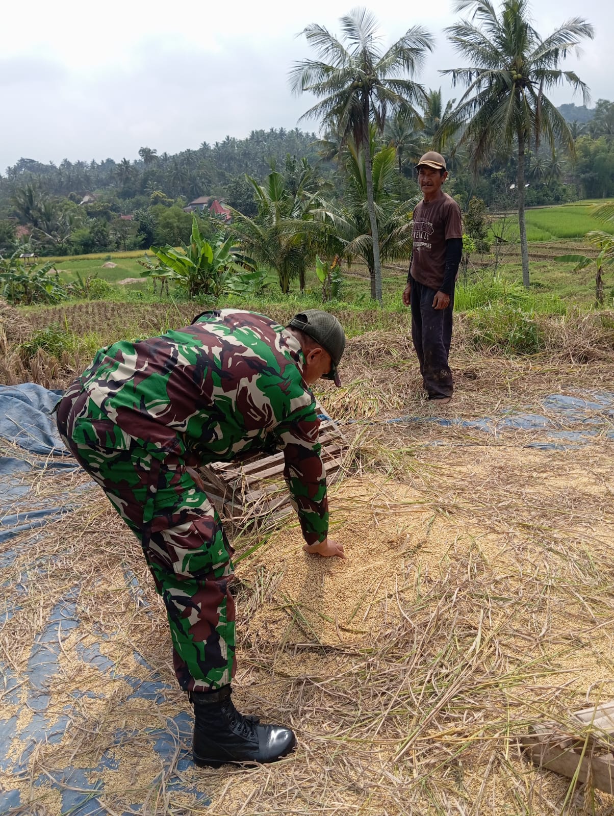 Babinsa Kodim Ponorogo Aktif Lakukan Pendampingan Terhadap Petani