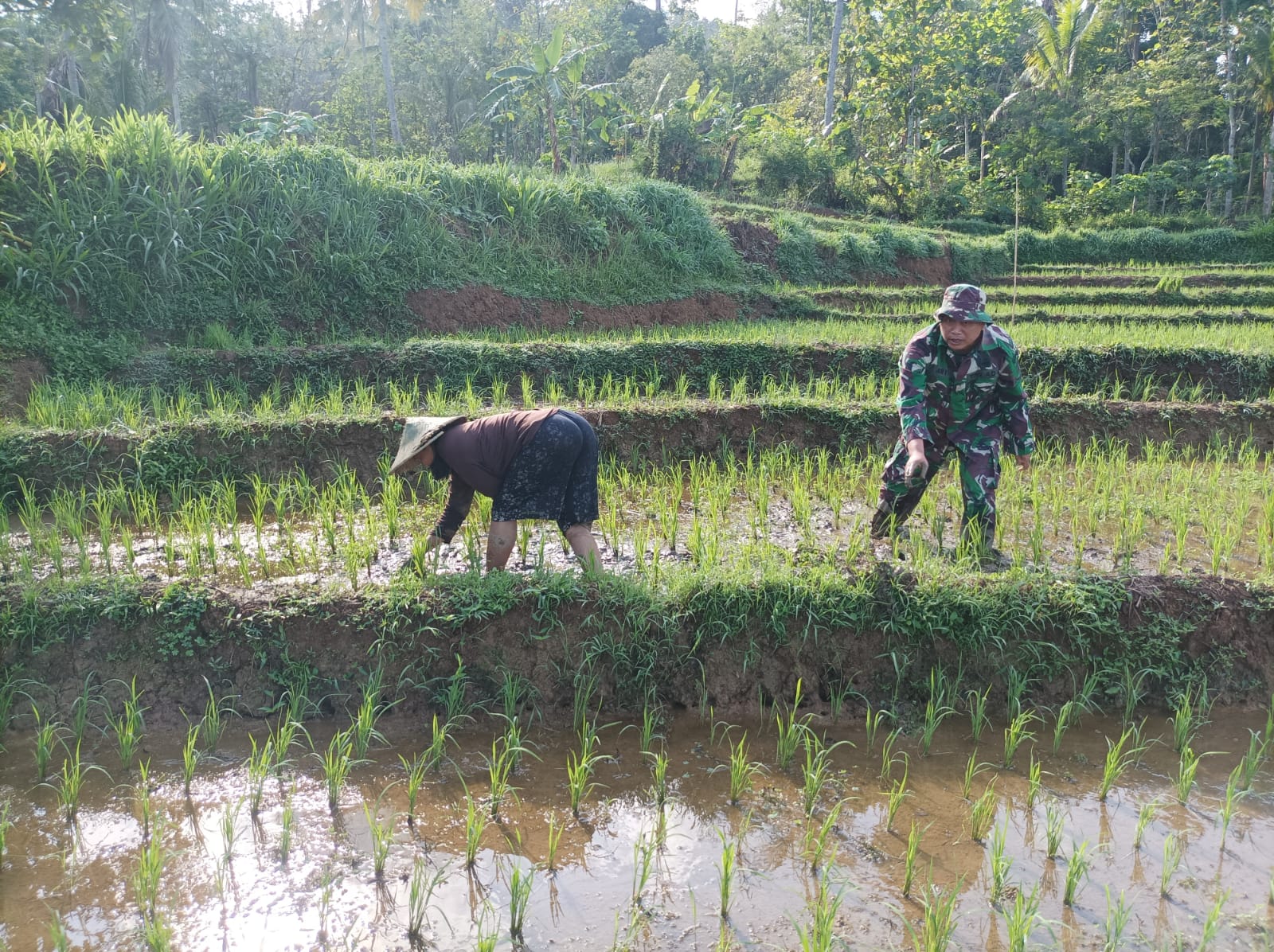 Babinsa Kodim Ponorogo Bantu Petani Penyiangan Tanaman Padi
