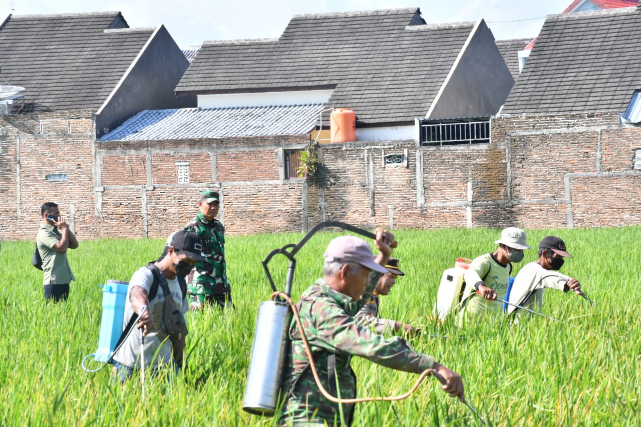 Kendalikan Hama Wereng Tanaman Padi, Dandim Ponorogo Langsung Temui Para Petani