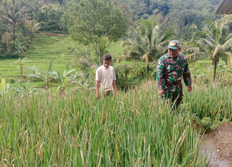 Usir Hama wereng, Babinsa Kodim Ponorogo Dampingi Petani Perawatan Tanaman Padi