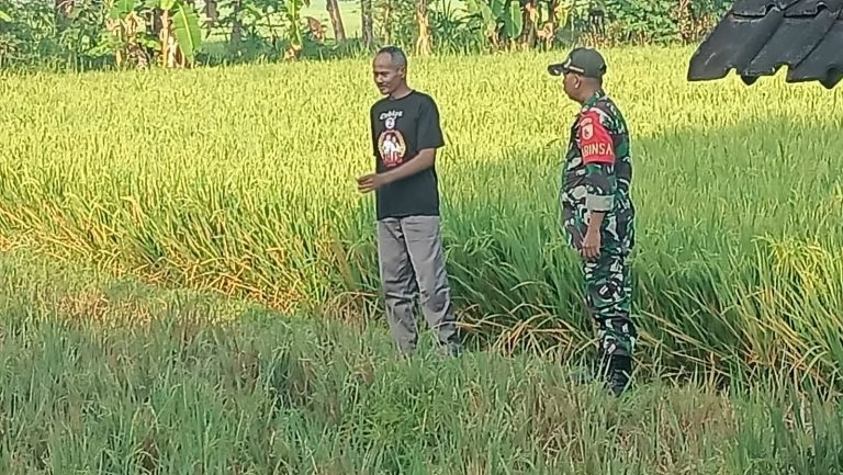 Petani Rawat Tanaman Padi Didampingi Babinsa Kodim Ponorogo