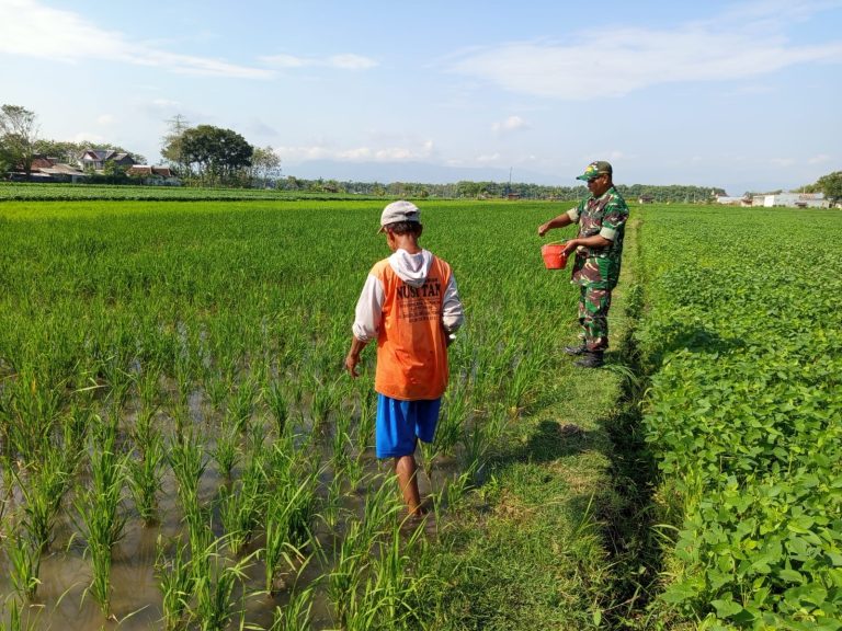 Babinsa Kodim Ponorogo Pendampingan Petani Pupuk Tanaman Padi