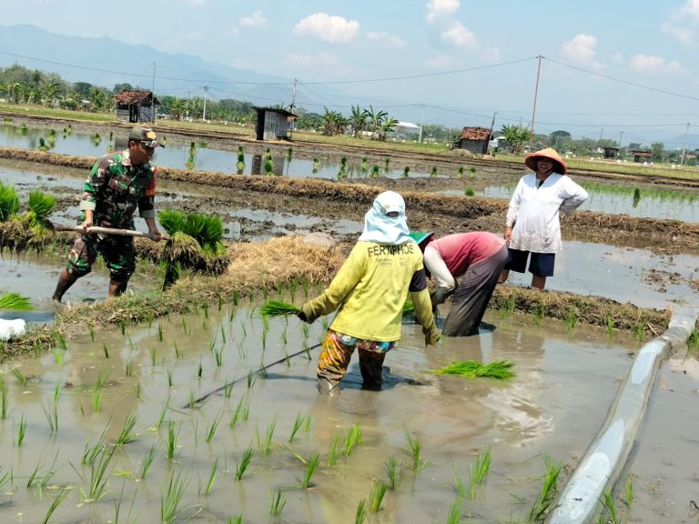 Babinsa Kodim Ponorogo Tanam Padi Bersama Petani