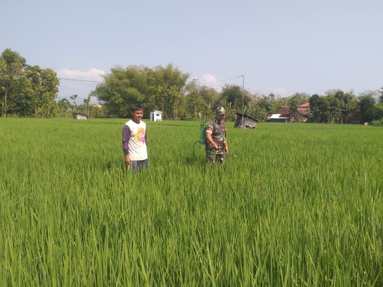 Babinsa Kodim Ponorogo Aktif Lakukan Pendampingan dan Pengawalan Kepada Petani