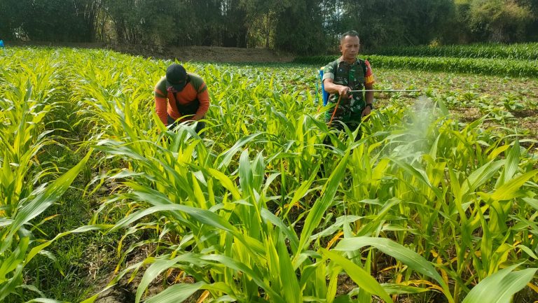 Petani Semprot Hama Tanaman Jagung, Babinsa Kodim Ponorogo Dampingi