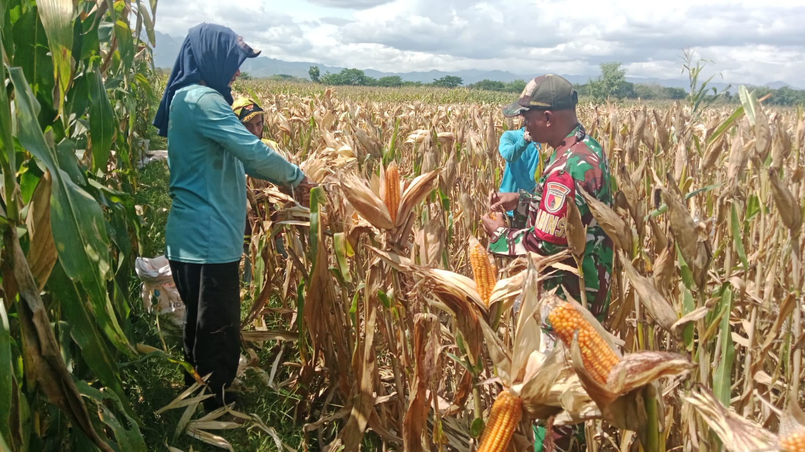 Babinsa Kodim Ponorogo Pendampingan Petani Panen Jagung
