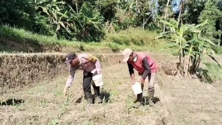 Bhabinkamtibmas Polsek Ngebel Membantu Petani Tanam Jagung, Dukung Swasembada Pangan