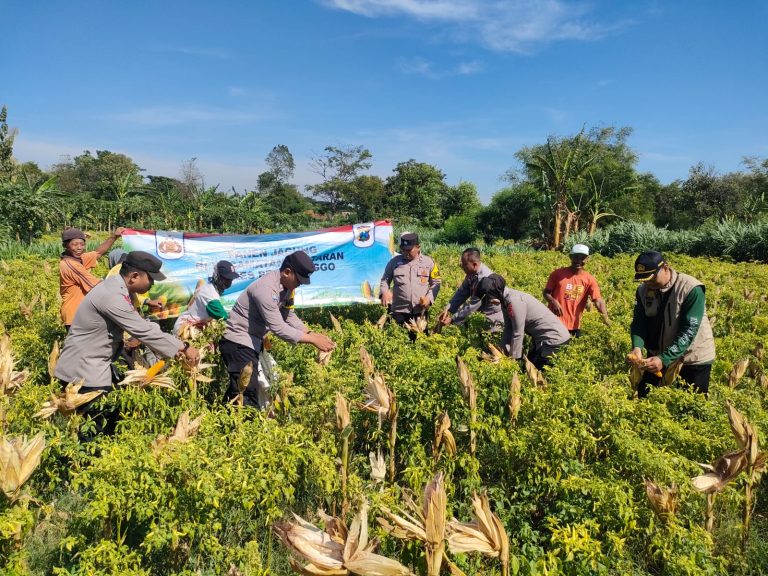 Wujudkan Program Ketahanan Pangan Polres Probolinggo Bersama Kelompok Tani Panen Jagung di Bantaran