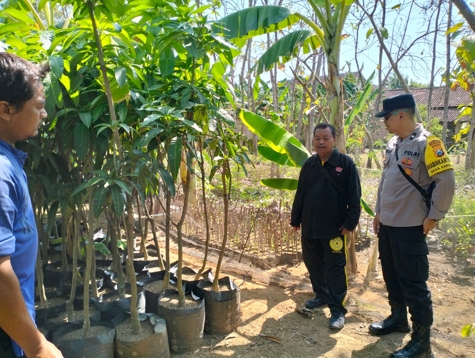Bhabinkamtibmas Desa Karangan Polsek Jenangan Monitoring Bibit Buah Mangga Dukung Program Ketahanan Pangan