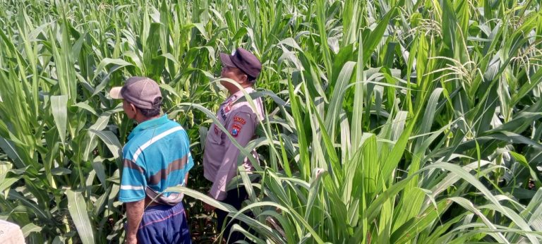 Polsek Slahung Dukung Ketahanan Pangan Sambang Di Lokasi Tanaman Jagung