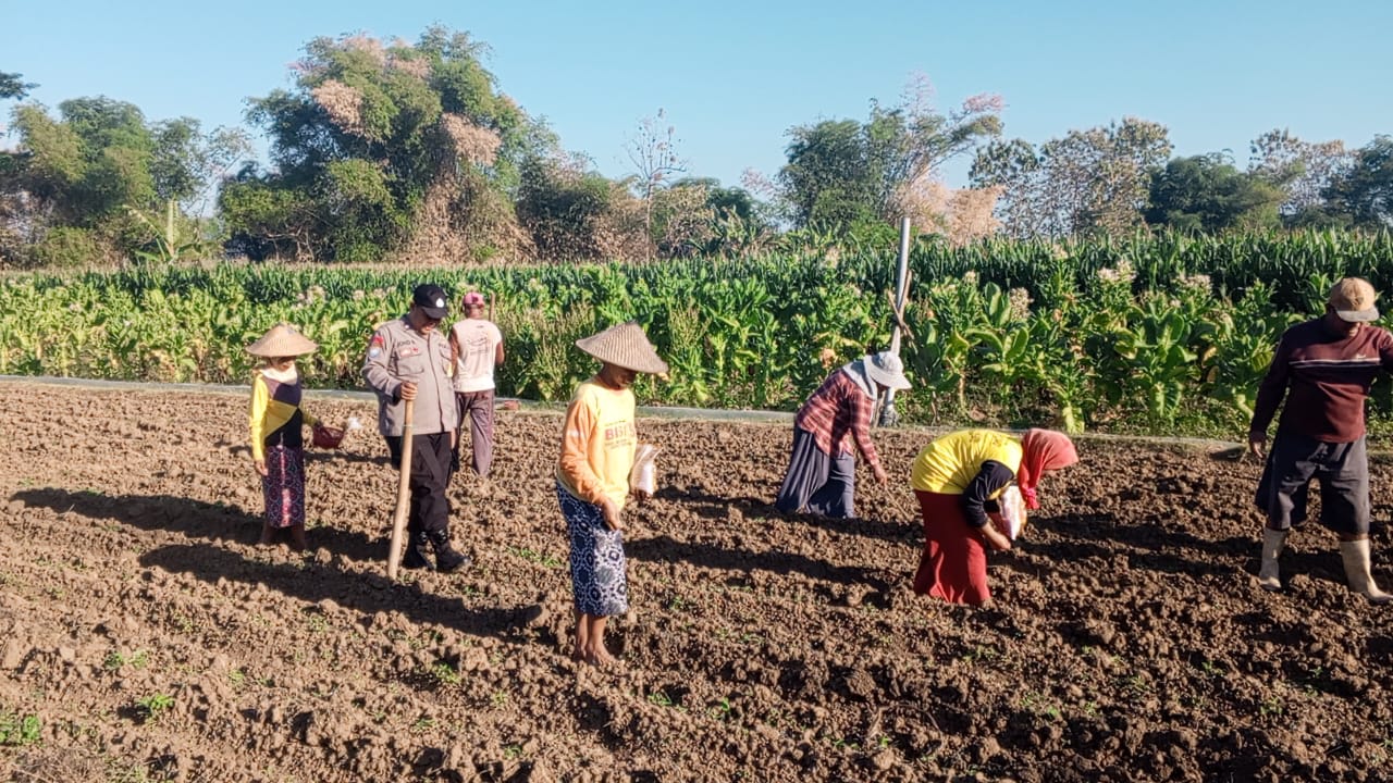 POLSEK SLAHUNG DUKUNG PROGRAM KETAHANAN PANGAN MELALUI PENANAMAN BENIH JAGUNG “BHAYANGKARA PRESISI”