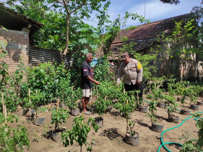 Bhabinkamtibmas Desa Glinggang Laksanakan Monitoring Tanaman Jagung, Dukung Program Ketahanan Pangan
