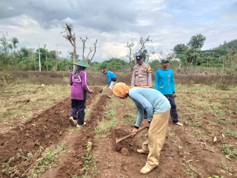 Polsek Ngrayun Dukung Ketahanan Pangan Melalui Penanaman Jagung Hibrida Bhayangkara di Desa Baosan Kidul