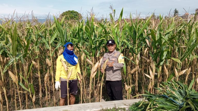 Bhabinkamtibmas Desa Gombang Polsek Slahung Sambang Di Lahan Tanaman Jagung Dalam Rangka Dukung Program Swasembada Ketahanan Pangan