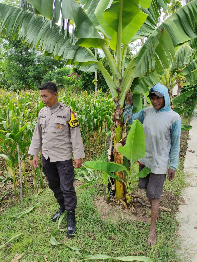 Polres Ponorogo Dukung Ketahanan Pangan, Bhabinkamtibmas Polsek Somoroto ikut memantau Petani jagung di Desa Nglarangan