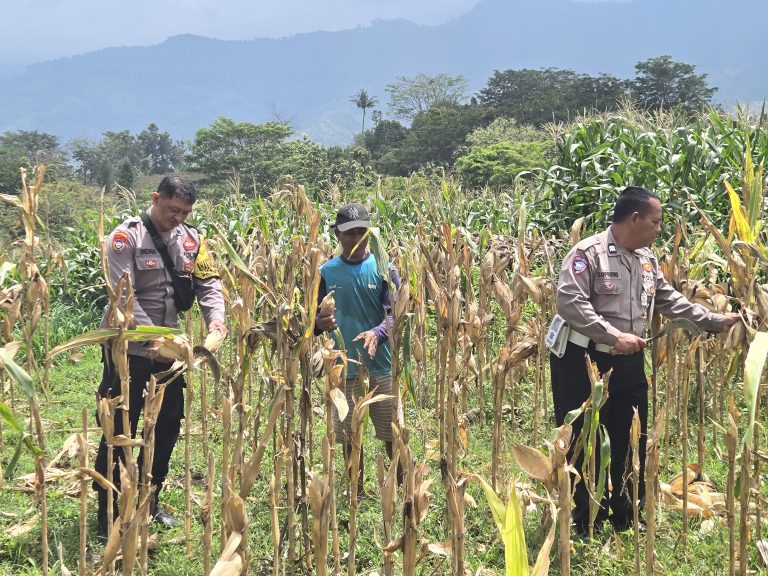 Bhabinkamtibmas Desa Banaran Monitoring Tanaman Jagung Hibrida Bhayangkara, Dukung Program Ketahanan Pangan Nasional