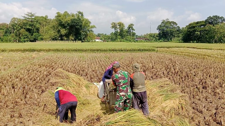 Aktif Pendampingan, Babinsa Kodim Ponorogo Bantu Warga Panen Padi