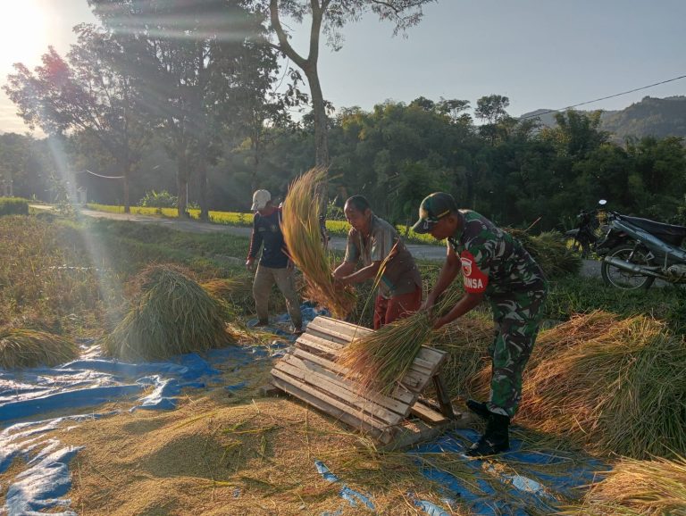 Bantu Panen Padi, Upaya Babinsa Kodim Ponorogo Bantu Tingkatkan Kesejahteraan Petani