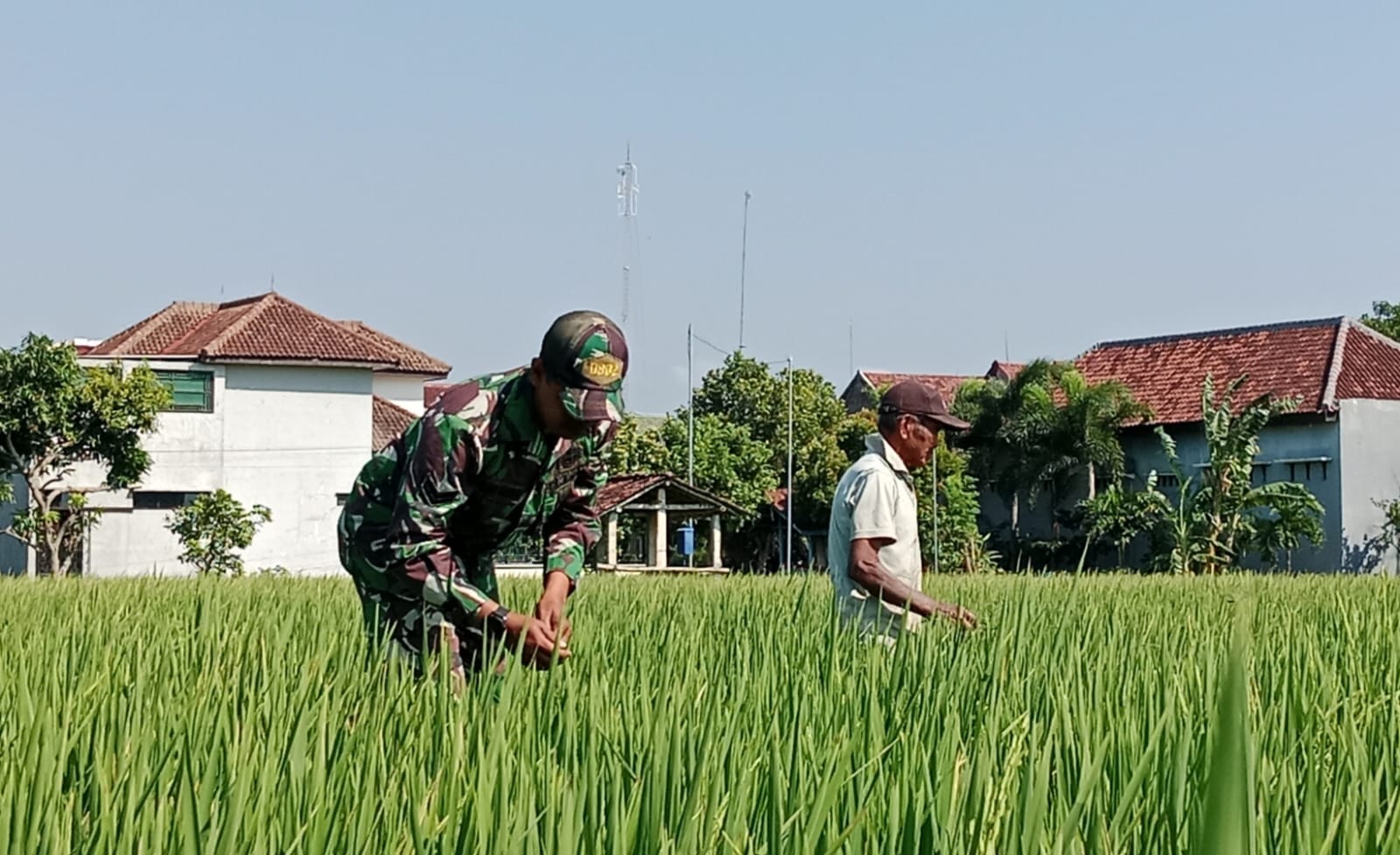 Babinsa Kodim Ponorogo Bantu Petani Rawat Tanaman Padi