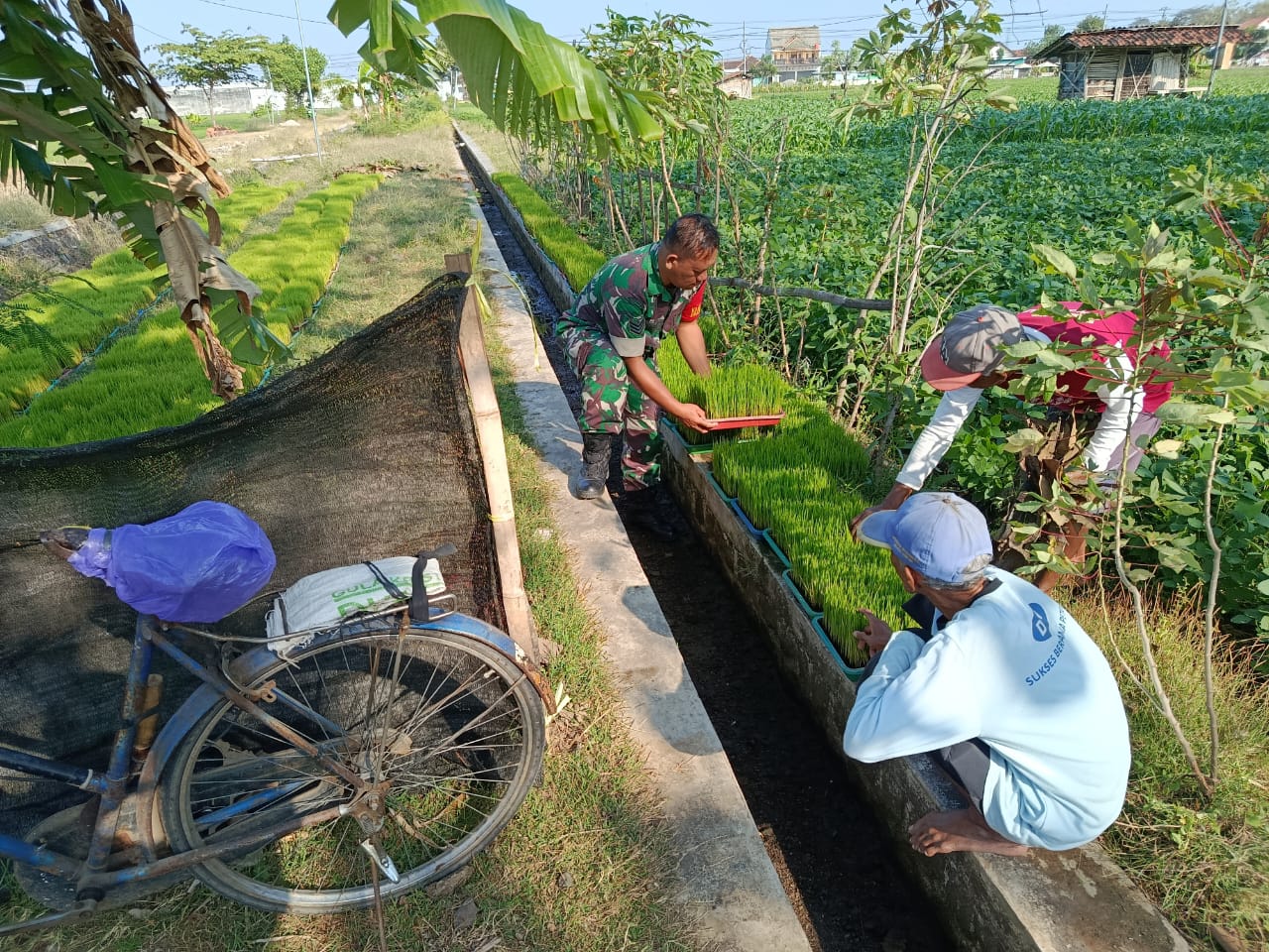 Babinsa Kodim Ponorogo Pendampingan Petani Tingkatkan Ketahanan Pangan