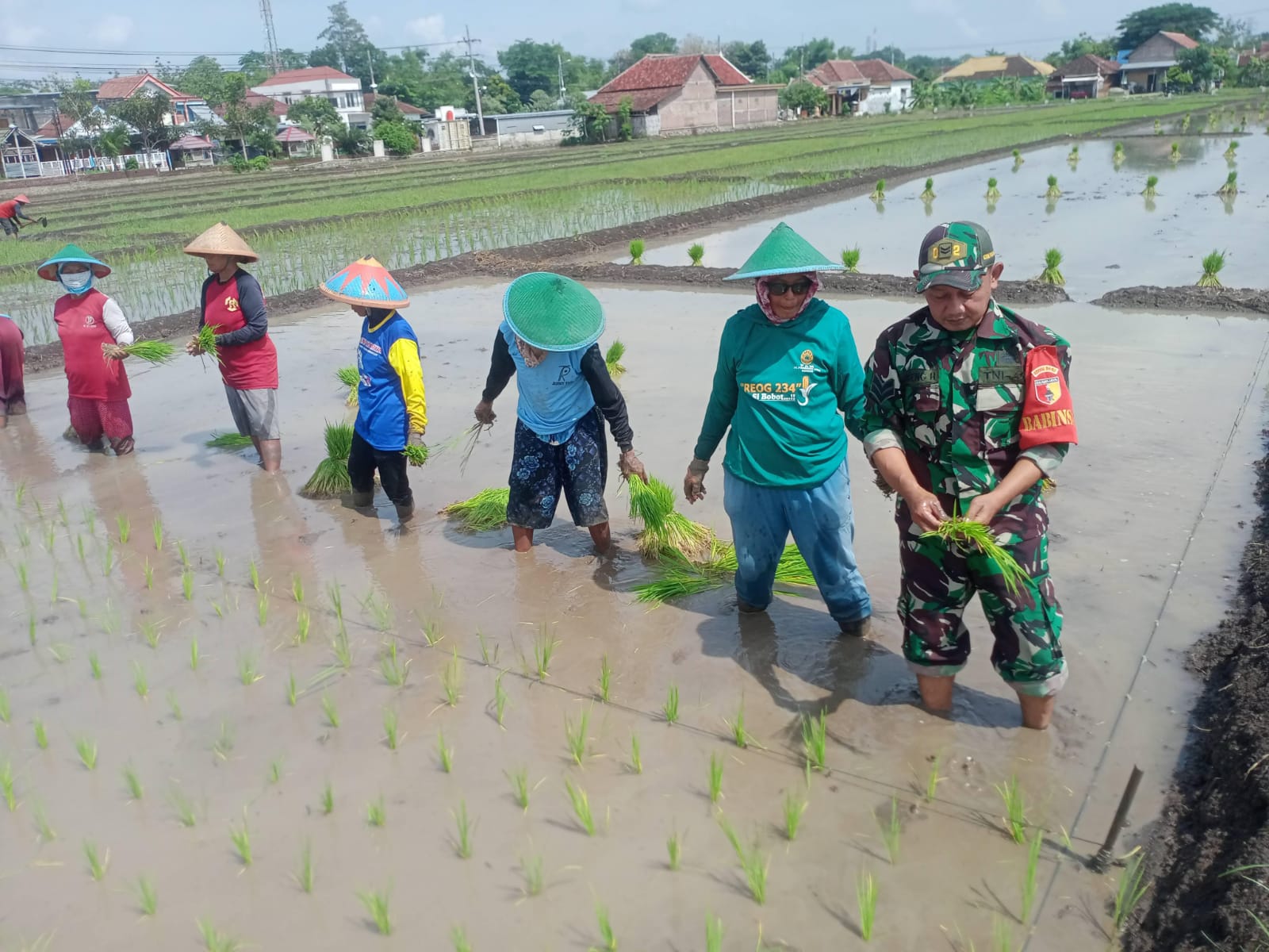Babinsa Kodim Ponorogo Turun ke Sawah Tanam Padi Wujudkan Ketahanan Pangan