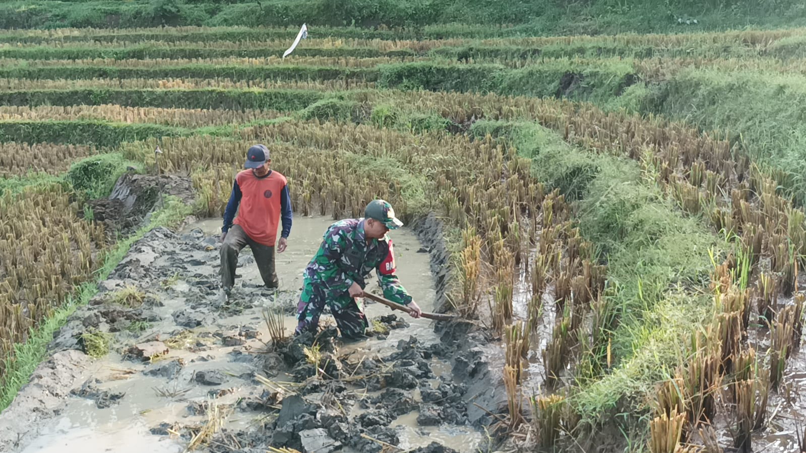 Turut Mencangkul di Sawah, Upaya Babinsa Kodim Ponorogo Sejahterakan Petani