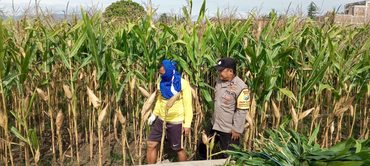 Bhabinkamtibmas Desa Gombang Polsek Slahung Dukung Program Swasembada Ketahanan Pangan